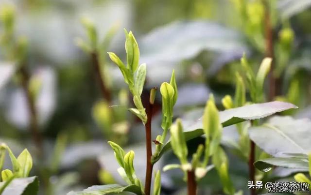 大千世界行，若无香茗，何处是归途？