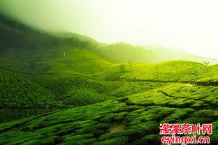 普洱茶减肥吗，青柑普洱茶减肥吗