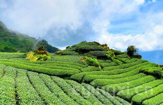 普洱茶治疗便秘吗，普洱茶治疗便秘吗是真的吗