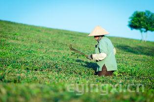 铁观音是绿茶吗，碧螺春和铁观音是绿茶吗