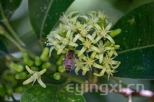 淘宝网普洱茶品牌销量，淘宝网普洱茶