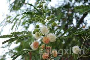 牛蒡茶喝多久可以壮阳，牛蒡茶