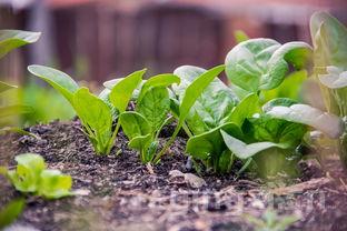 茶叶种植风险，茶叶种植风险评估报告