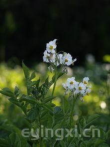 茶叶花的养殖方法和注意事项室内，茶叶花