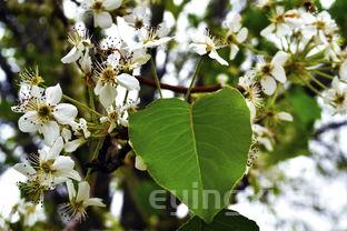 海和森茶叶价格，海和堂茶叶