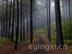 白岩山茶叶，白岩山茶叶省级生态茶园