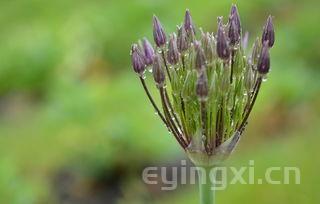 花果香茶叶发酵过度酸味，花果香茶叶